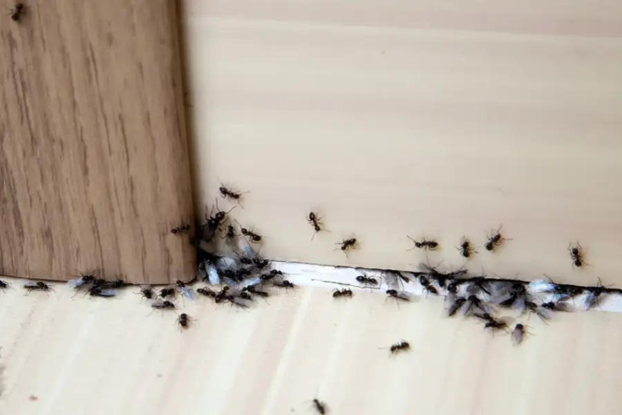 Common Ant Species And Tailored Control Methods Sulphur, LA Common Ant Species And Tailored Control Methods Sulphur, LA