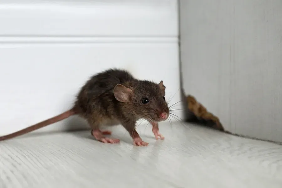 Expert Rodent Control Sulphur, LA Expert Rodent Control Sulphur, LA