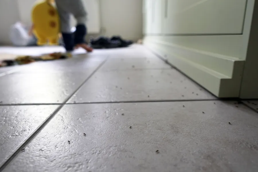 Premium Ant Control Sulphur, LA Premium Ant Control Sulphur, LA