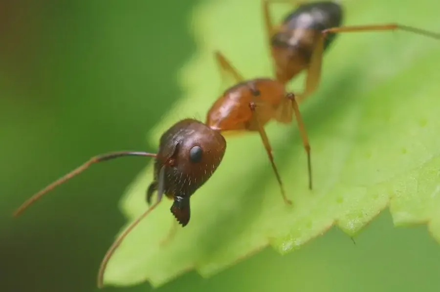 Quality Ant Control Sulphur, LA Quality Ant Control Sulphur, LA