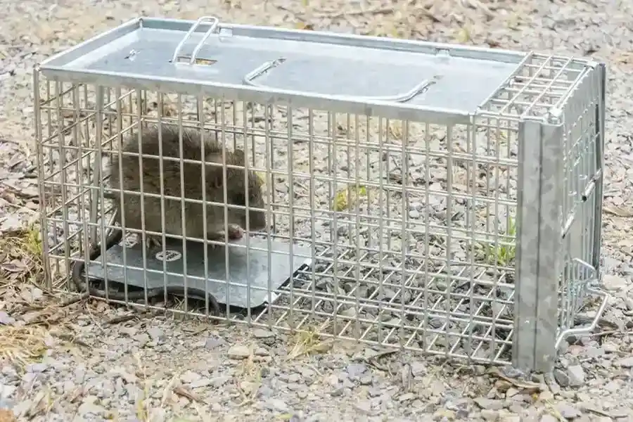 The Role Of Sanitation In Rodent Prevention And Control Sulphur, LA The Role Of Sanitation In Rodent Prevention And Control Sulphur, LA