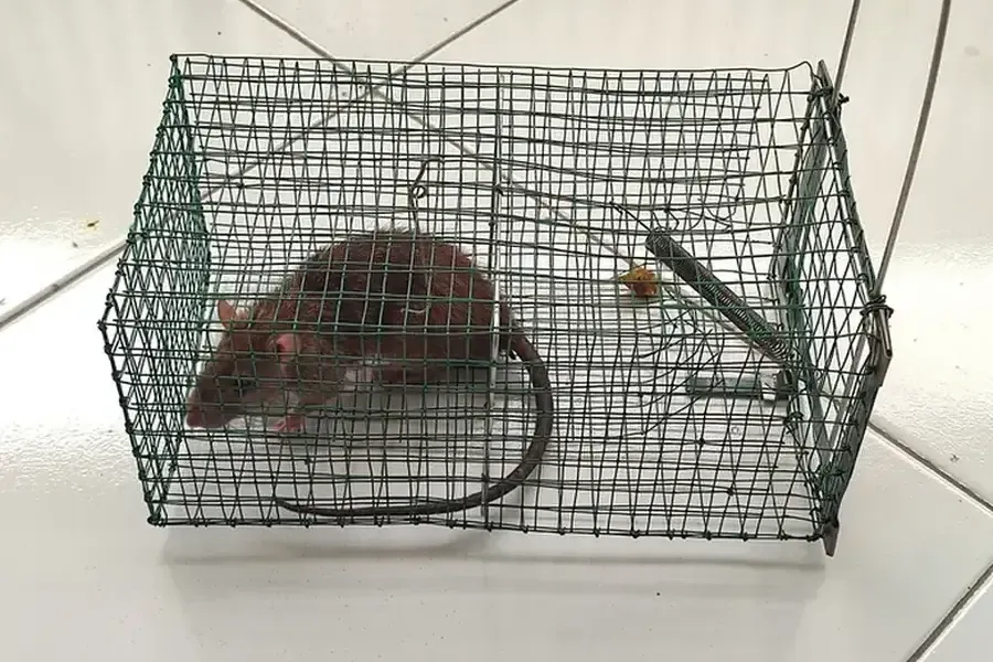 Understanding The Behavior Of Mice And Rats Indoors Sulphur, LA Understanding The Behavior Of Mice And Rats Indoors Sulphur, LA