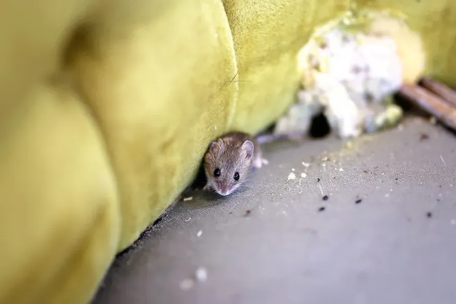 Understanding The Behavior Of Mice And Rats Indoors in Sulphur, LA Understanding The Behavior Of Mice And Rats Indoors in Sulphur, LA