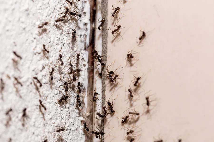 Why Diy Ant Treatments May Fail And When To Seek Help Sulphur, LA Why Diy Ant Treatments May Fail And When To Seek Help Sulphur, LA