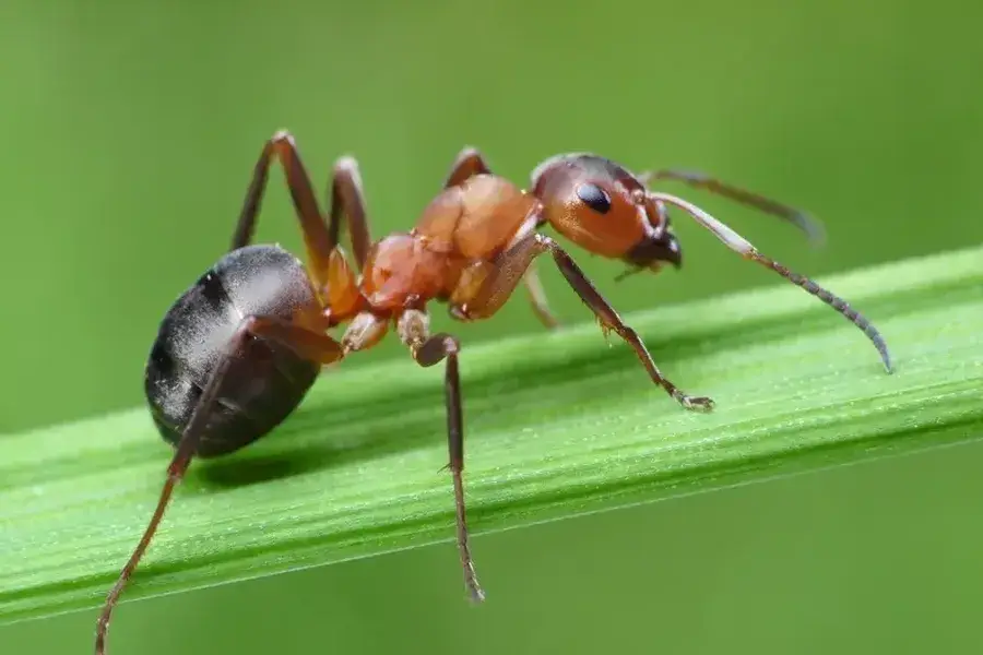 Why Diy Ant Treatments May Fail And When To Seek Help in Sulphur, LA Why Diy Ant Treatments May Fail And When To Seek Help in Sulphur, LA